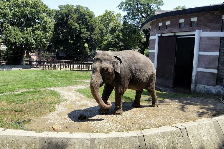 U Beogradu otvoren Dečji zoo vrt!