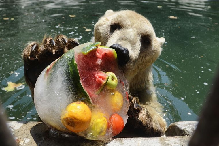 Beogradski zoo vrt obeležio 80. rođendan: Narednih dana bogat program za decu