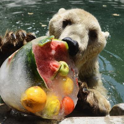 Beogradski zoo vrt obeležio 80. rođendan: Narednih dana bogat program za decu
