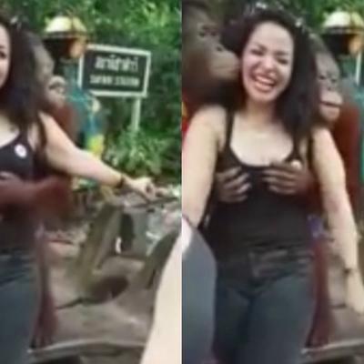 Znao je gde treba da stavi ruke: Orangutan pošteno ispipao turistkinju! (VIDEO)