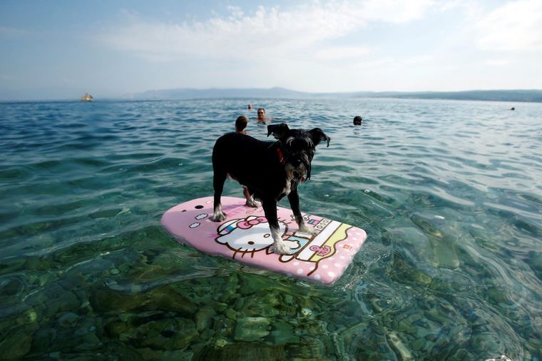 Letnja uživancija na primorju: Otvoren prvi "Beach bar" za pse u Hrvatskoj! (FOTO)