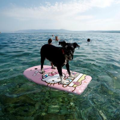 Letnja uživancija na primorju: Otvoren prvi "Beach bar" za pse u Hrvatskoj! (FOTO)