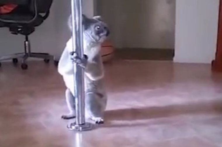 Koala im upala u dom: Kada su videli šta radi, umrli su od smeha! (VIDEO)