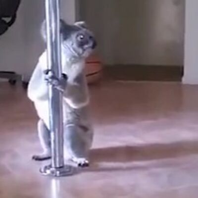 Koala im upala u dom: Kada su videli šta radi, umrli su od smeha! (VIDEO)