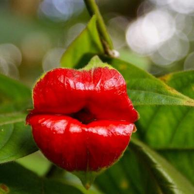 Poljubac majke prirode: Biljka ljudskih usana očarava svet! (FOTO, VIDEO)