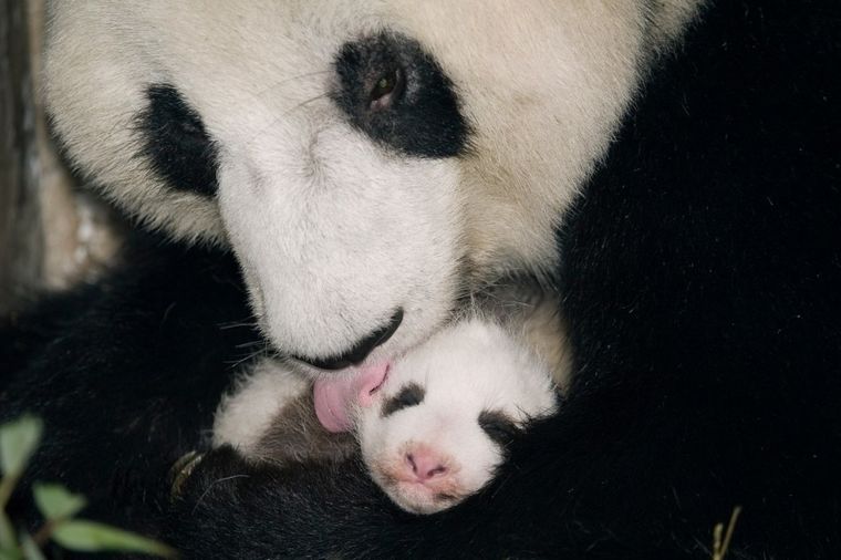 Beč: Rođeno prvo mladunče pande začeto prirodnim putem! (FOTO)