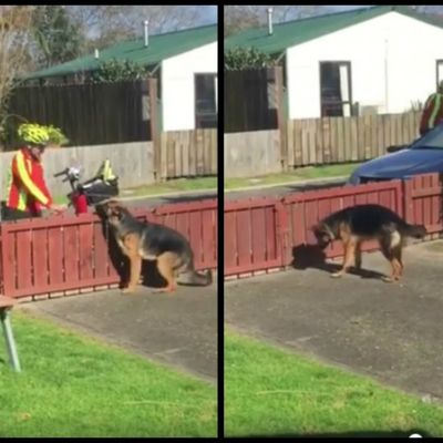 Vlasnik krišom snimao poštara: Evo šta nepoznati čovek radi mom psu! (VIDEO)