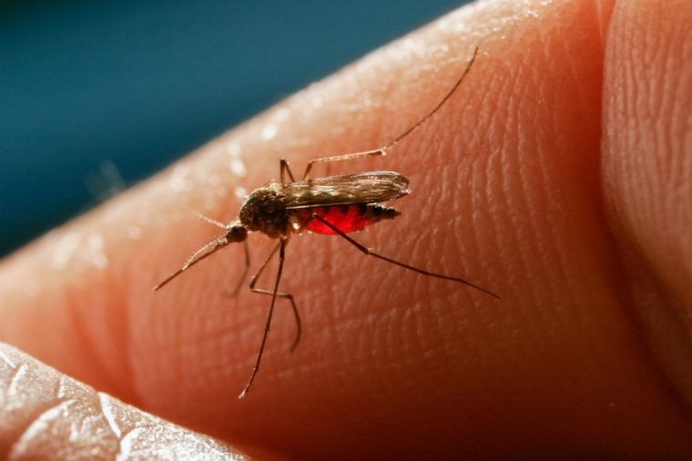 Neka krv je "slađa" od druge: Ako imate ovu krvnu grupu, vi ste živi mamac za komarce!