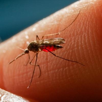 Neka krv je "slađa" od druge: Ako imate ovu krvnu grupu, vi ste živi mamac za komarce!