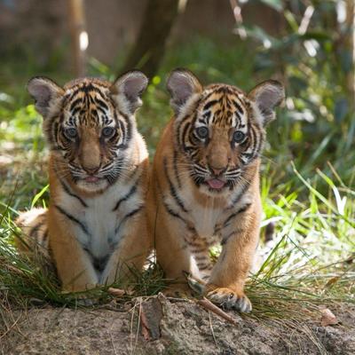 Zoo vrt u Jagodini: Posetiocima dozvoljeno da maze bebe tigrova!