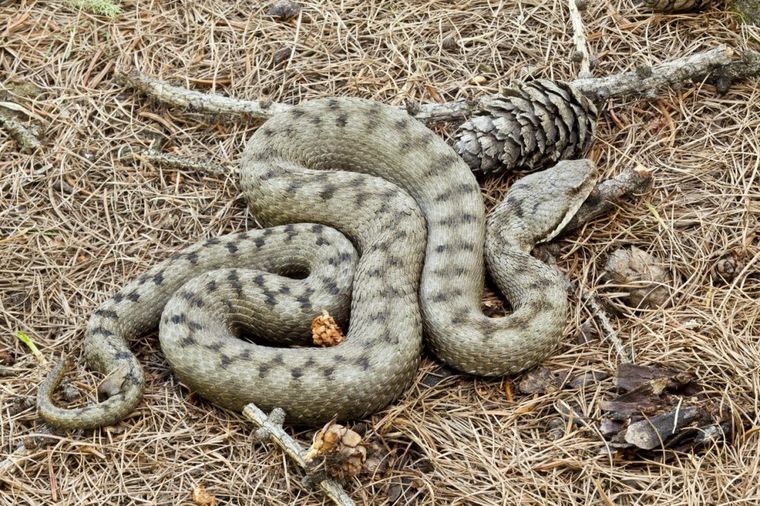 U Srbiji se pojavila najotrovnija afrička zmija: Jedan ujed može da ubije 5 odraslih ljudi!