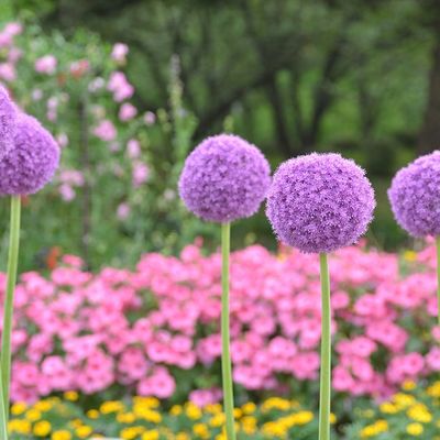 Kako da gajite ukrasni luk: Spektakularne cvetne kugle, atrakcija u svakom dvorištu! (FOTO)