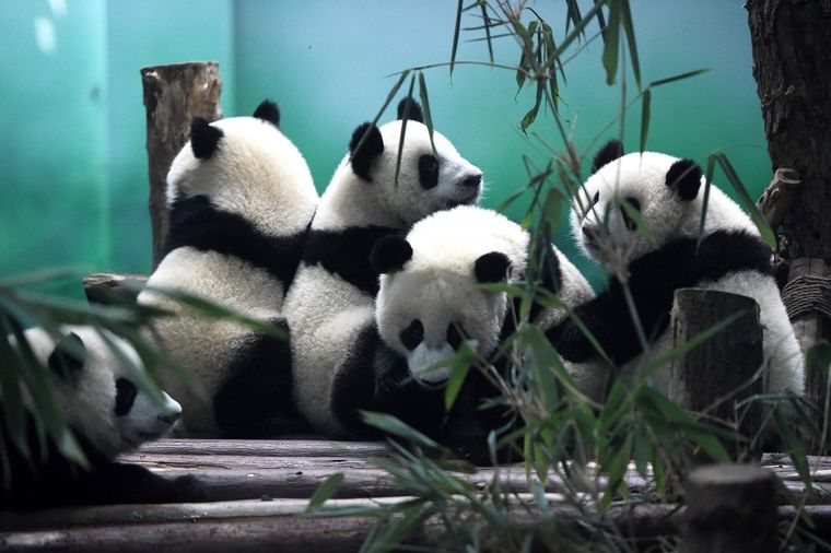 Divna vest stiže iz Kine: Velike pande više nisu ugrožena vrsta!