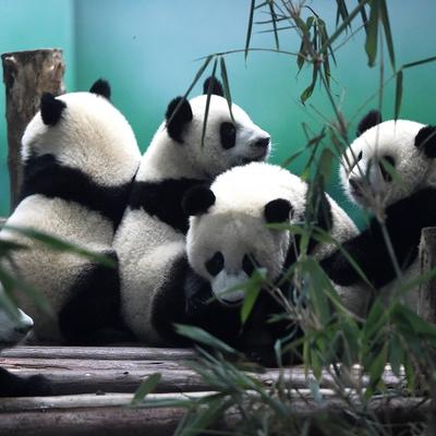 Divna vest stiže iz Kine: Velike pande više nisu ugrožena vrsta!