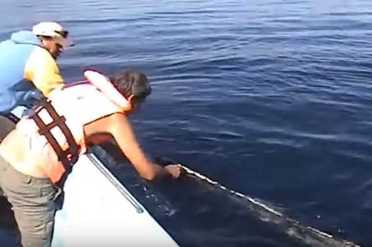 Ogromni kit molio ronioce za spas: Za ono što je usledilo niko nije bio spreman! (VIDEO)