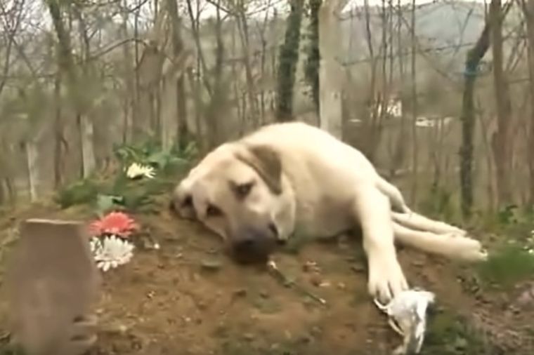 Na očevom grobu pronašao psa: Neraskidiva ljubav čak i posle smrti! (VIDEO)