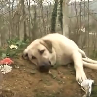 Na očevom grobu pronašao psa: Neraskidiva ljubav čak i posle smrti! (VIDEO)