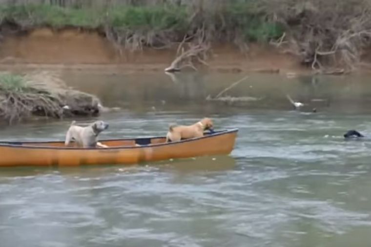 Dva uplašena psa bila zarobljena na čamcu: Nećete verovati ko ih je spasao! (VIDEO)