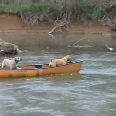 Dva uplašena psa bila zarobljena na čamcu: Nećete verovati ko ih je spasao! (VIDEO)