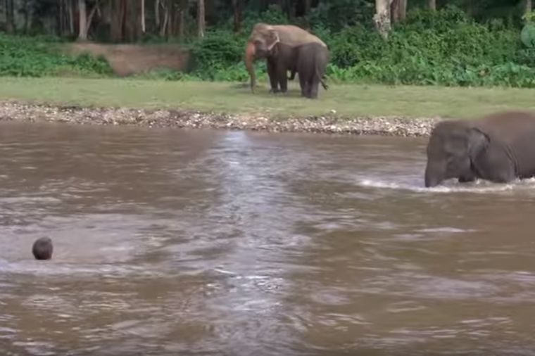Čovek se davio u vodi, kada je naišla slonica: Prizor koji ostavlja bez reči! (VIDEO)