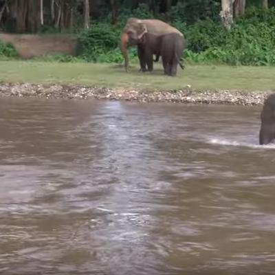 Čovek se davio u vodi, kada je naišla slonica: Prizor koji ostavlja bez reči! (VIDEO)