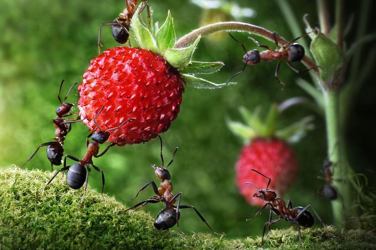 Evo kako da oterate mrave iz bašte: Domaće sredstvo koje stvarno deluje!