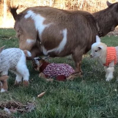 Najmodernije kozice na svetu: Svojim džemperićima postavljaju trendove na farmi! (VIDEO)