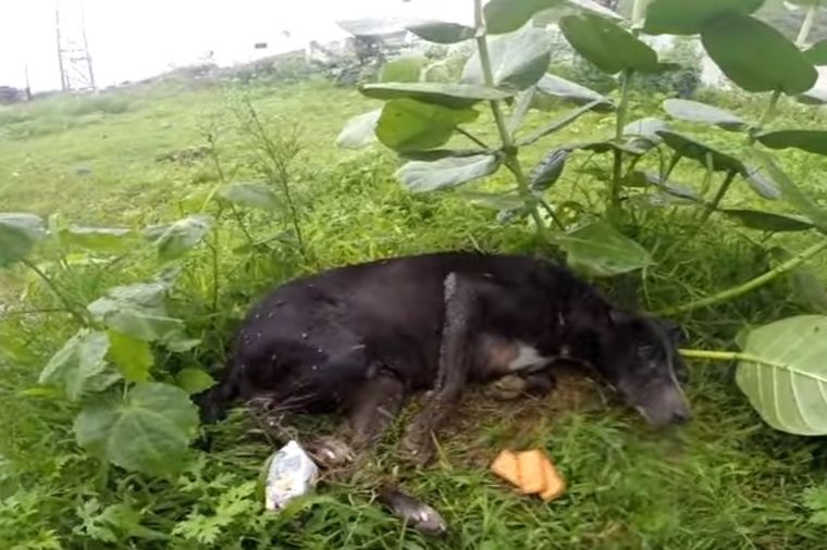 Preslabi pas vapio za pomoći: Veterinari šokirani onim što su otkrili! (VIDEO)