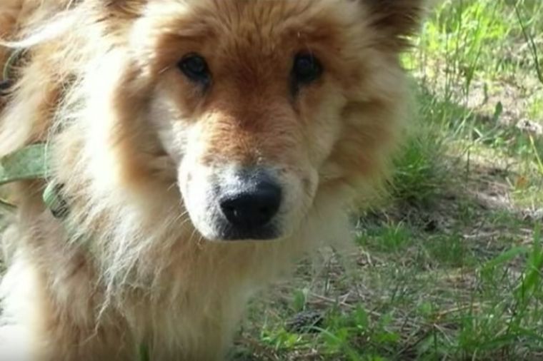 Pronašli izgubljenog psa posle mesec dana: Njegovo stanje rasplakalo vlasnika! (VIDEO)