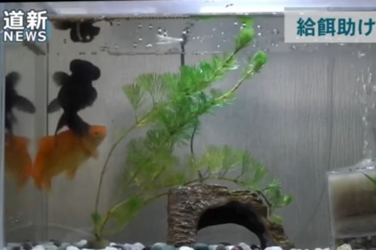 Zlatna ribica 2 meseca bolesnu drugaricu održava u životu: Prizor koji je raznežio sve! (VIDEO)