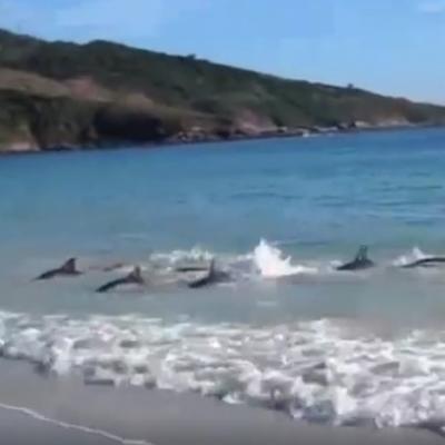 Nasukanom jatu delfina pretila smrt na obali: A onda se desilo čudo! (VIDEO)