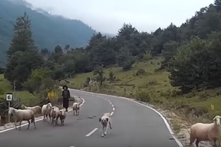 UZNEMIRUJUĆE: Pastirica izvela stado na ispašu, ali ovakav horor nije očekivala! (VIDEO)