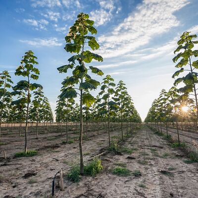 Zasadite rusko carsko drvo: Čisti životnu sredinu, daje brzi ogrev za zimu!