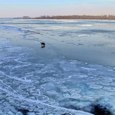 Skočio u zaleđeni Dunav da spasi psa: Heroj o kojem bruje društvene mreže! (FOTO)