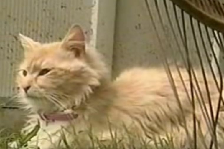 Mačka izgubila svoje mačiće, pa ukrala štence: Ono što je uradila sa njima tera suze na oči! (VIDEO)