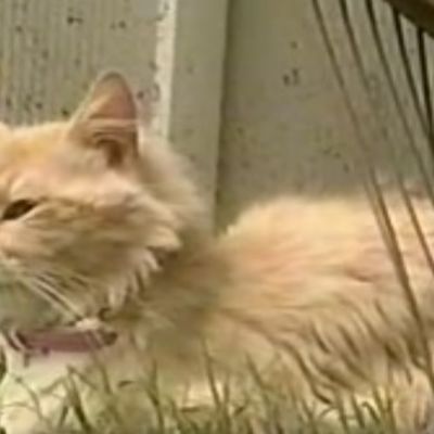 Mačka izgubila svoje mačiće, pa ukrala štence: Ono što je uradila sa njima tera suze na oči! (VIDEO)