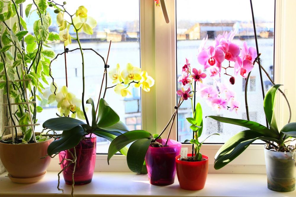 Prozor, Cveće, Biljke, Orhideja