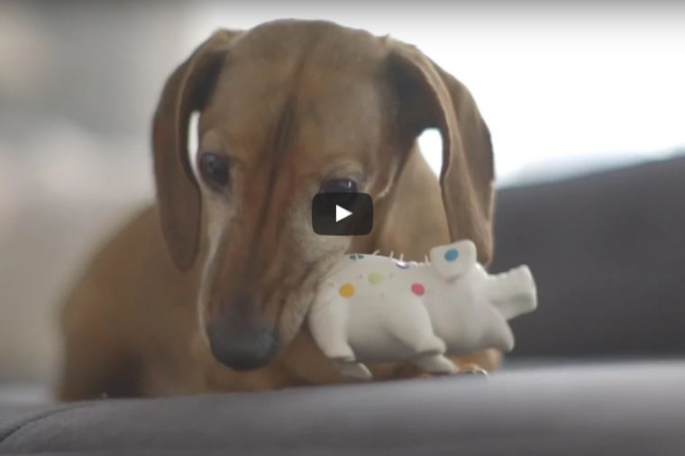 Našao svoju omiljenu igračku posle 5 godina: Reakcija ovog psa će vas oduševiti! (VIDEO)