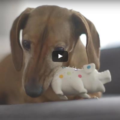 Našao svoju omiljenu igračku posle 5 godina: Reakcija ovog psa će vas oduševiti! (VIDEO)