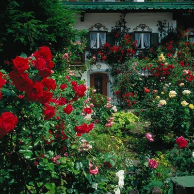 Kako da napravite mali raj sa kraljicom cveća: 6 rešenja za najčešće probleme sa ružama!