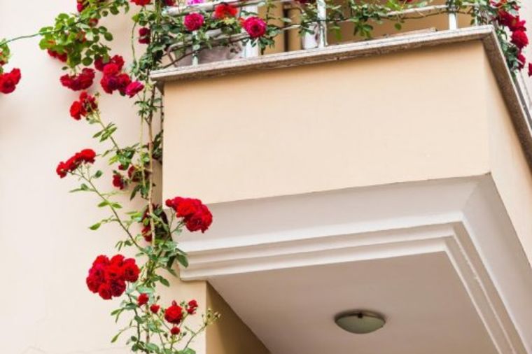 Gajite ruže na balkonu: Uz pomoć ovog trika one će cvetati i bujati iako su u saksiji! (VIDEO)