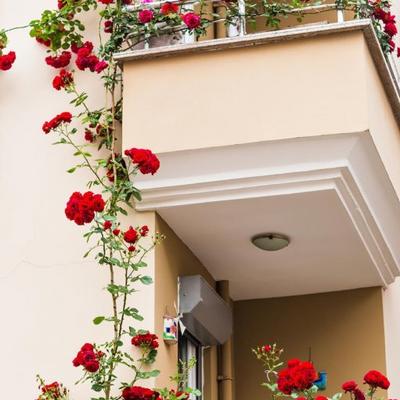 Gajite ruže na balkonu: Uz pomoć ovog trika one će cvetati i bujati iako su u saksiji! (VIDEO)