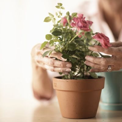 Kako da biljku vratite u život: Lek za propalo cveće, provereno radi!