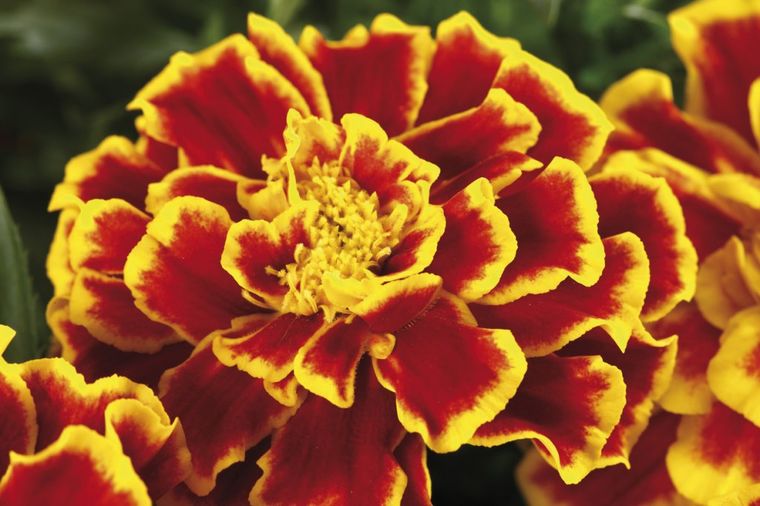 10 razloga zašto treba da sadite kadife u bašti: Nema korisnijeg cveta od ovog!