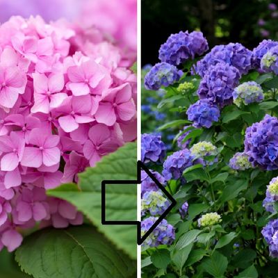Neka vaše hortenzije magično promene boju: Trik koji morate da isprobate!