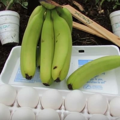 Stavio je bananu i jaje u zemlju: Neverovatan efekat oduševio sve koji su probali! (VIDEO)