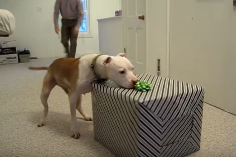 Pas pobedio rak i doživeo najlepši rođendan: Njegova reakcija na poklon je za pamćenje! (VIDEO)
