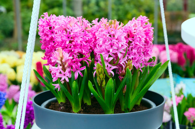Kako gajiti zumbule: Mirišljave zvonaste cvetiće svi obožavaju!