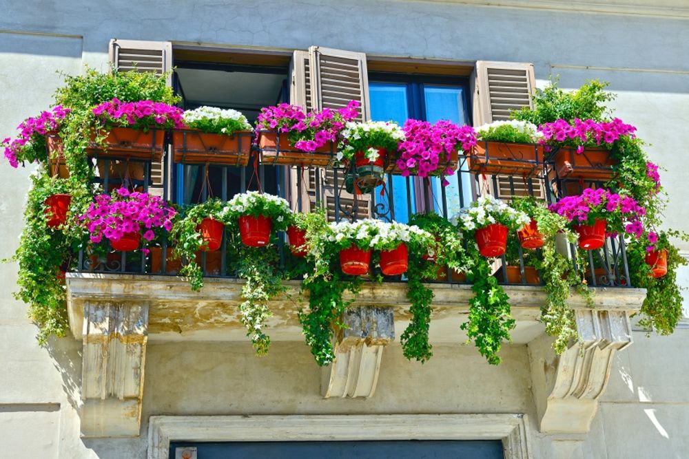 Cveće, Terasa, Balkon, Petunije
