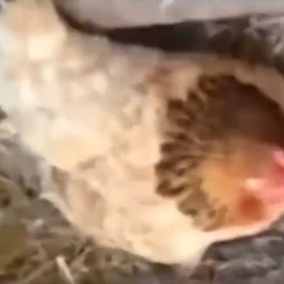 Mislio je da koka sedi na jajetu: Kada se pomerila, prizor ga zapanjio! (VIDEO)